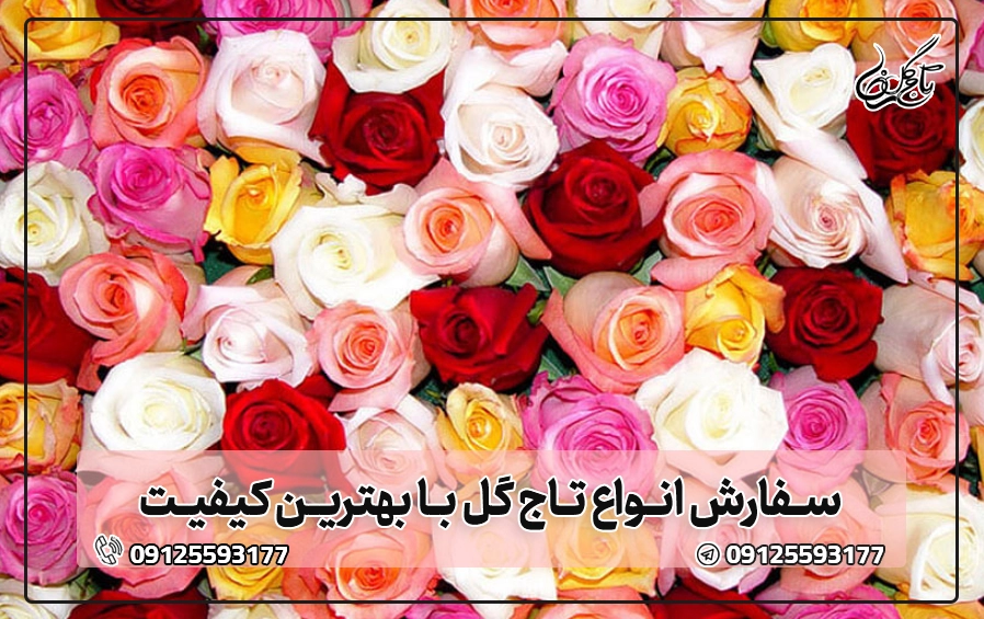 مراقبت از گل رز
