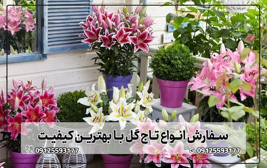 انواع گل لیلیوم