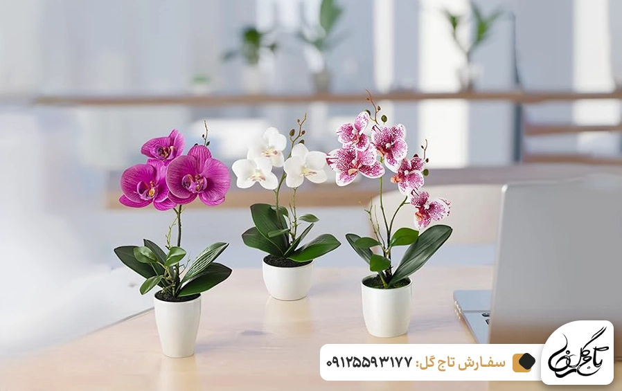 انواع گل ارکیده