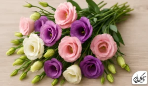 گل لیسیانتوس