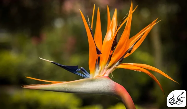 گل استرلیتزیا